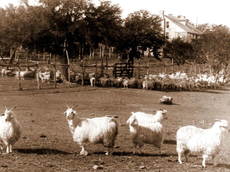 Tiger Mill goats, 1890